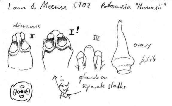 Vorschaubild Potameia thouarsii Roem. & Schult.